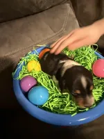AKC Petter rabbit , a male Miniature Dachshund for sale in Cottonwood, CA – Photo 3 of 10