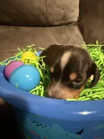 AKC Petter rabbit , a male Miniature Dachshund for sale in Cottonwood, CA – Photo 2 of 10