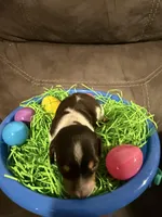 AKC Petter rabbit , a male Miniature Dachshund for sale in Cottonwood, CA – Photo 8 of 10