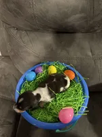 AKC Petter rabbit , a male Miniature Dachshund for sale in Cottonwood, CA – Photo 10 of 10