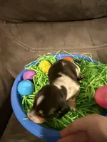 AKC Petter rabbit , a male Miniature Dachshund for sale in Cottonwood, CA – Photo 6 of 10