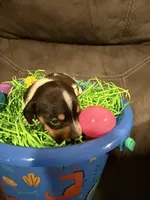 AKC Petter rabbit , a male Miniature Dachshund for sale in Cottonwood, CA – Photo 4 of 10