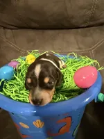 AKC Petter rabbit , a male Miniature Dachshund for sale in Cottonwood, CA – Photo 7 of 10
