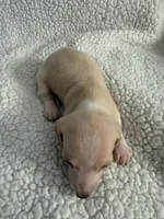 Casper , a male Miniature Dachshund for sale in Cottonwood, CA – 2 of 10