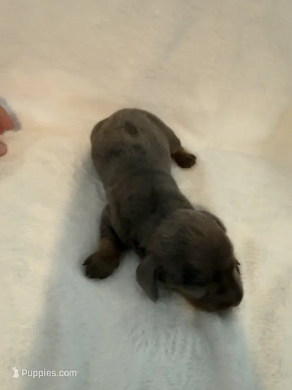Clover AKC blue dapple male  – Miniature Dachshund puppy for sale in Cottonwood, CA