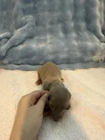 Gizmo AKC Isabella short hair , a male Miniature Dachshund for sale in Cottonwood, CA – 7 of 10