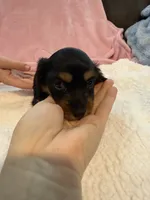 Olive AKC long hair , a female Miniature Dachshund for sale in Cottonwood, CA – 3 of 9