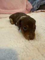 Carmella short hair AKC chocolate piebald , a female Miniature Dachshund for sale in Cottonwood, CA – 3 of 10