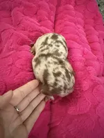 Snickers CKC short hair chocolate dapple , a female Miniature Dachshund for sale in Cottonwood, CA – 7 of 8