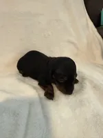 Brock , a male Miniature Dachshund for sale in Cottonwood, CA – 6 of 6