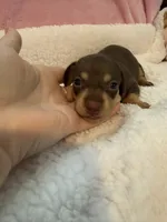Mia  chocolate CKC shorthair , a female Miniature Dachshund for sale in Cottonwood, CA – 5 of 10