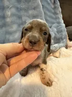 Bandit AKC short hair blue piebald , a male Miniature Dachshund for sale in Cottonwood, CA – 3 of 10
