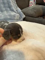 Bluey AKC long hair blue piebald , a male Miniature Dachshund for sale in Cottonwood, CA – 3 of 9