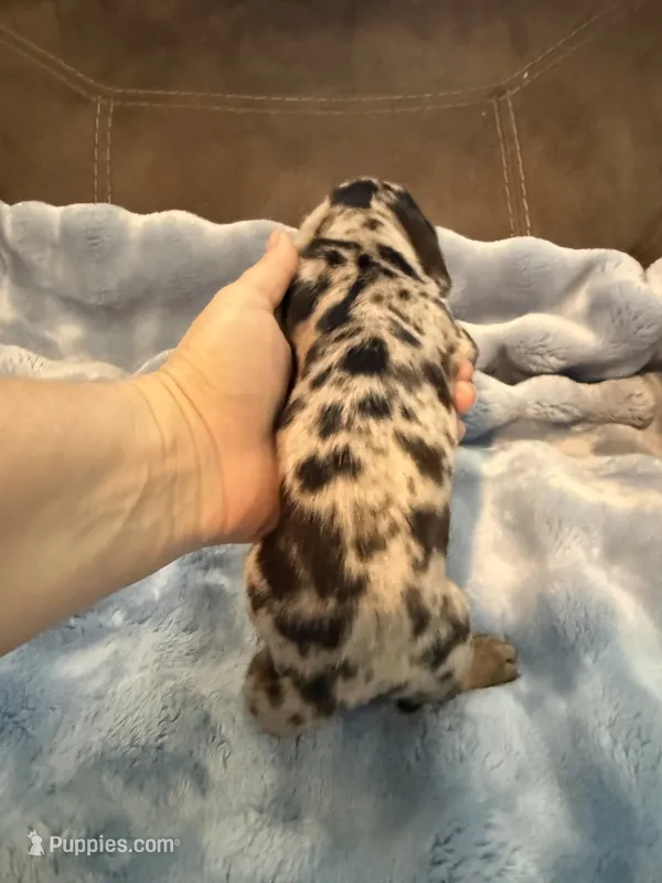 Enzo AKC shorthair dapple  – Miniature Dachshund puppy for sale in Cottonwood, CA