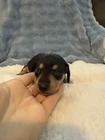 Whiskey CKC black and tan shorthair , a male Miniature Dachshund for sale in Cottonwood, CA – 6 of 9
