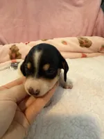 Daisy AKC black and tan piebald short hair , a female Miniature Dachshund for sale in Cottonwood, CA – 7 of 10