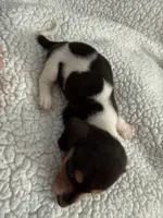 Hocus AKC , a female Miniature Dachshund for sale in Cottonwood, CA – 6 of 10