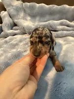 Enzo AKC shorthair dapple , a male Miniature Dachshund for sale in Cottonwood, CA – 8 of 9