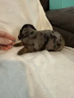 Arlo AKC mini long hair dapple , a male Miniature Dachshund for sale in Cottonwood, CA – 8 of 8