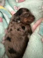 Arlo AKC mini long hair dapple , a male Miniature Dachshund for sale in Cottonwood, CA – 4 of 8