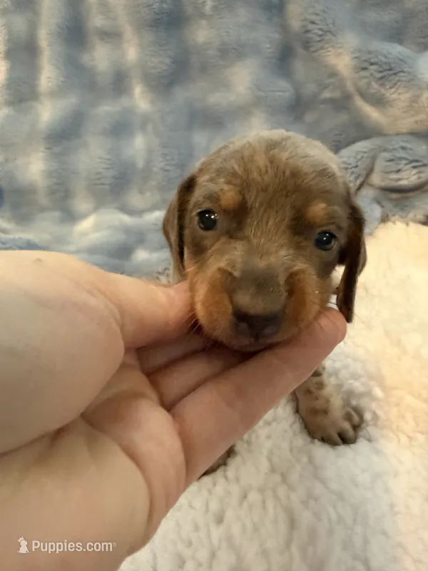 Bandit AKC short hair blue piebald  – Miniature Dachshund puppy for sale in Cottonwood, CA
