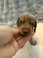 Bandit AKC short hair blue piebald , a male Miniature Dachshund for sale in Cottonwood, CA – 1 of 10