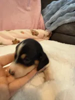 Daisy AKC black and tan piebald short hair , a female Miniature Dachshund for sale in Cottonwood, CA – 10 of 10