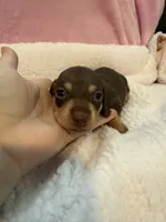 Mia  chocolate CKC shorthair , a female Miniature Dachshund for sale in Cottonwood, CA – 9 of 10
