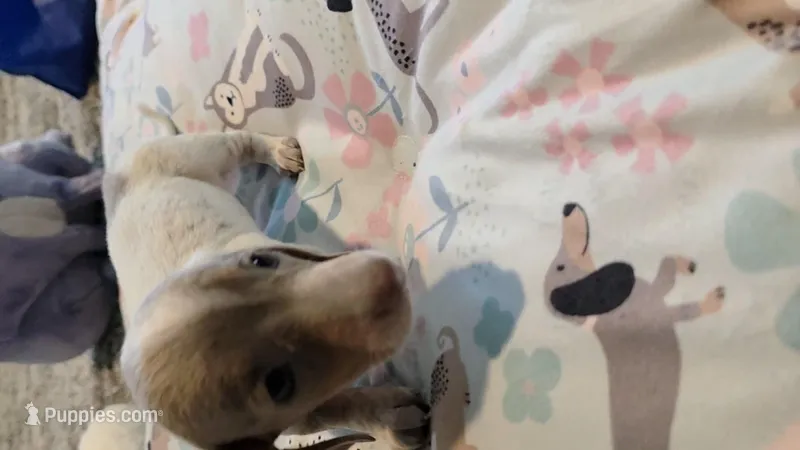 Millie, a female Miniature Dachshund for sale in Cottonwood, CA – Photo 1 of 4