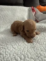 AKC pumpkin spice , a male Miniature Dachshund for sale in Cottonwood, CA – 2 of 9