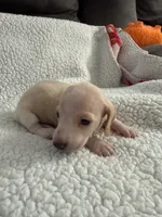 Casper , a male Miniature Dachshund for sale in Cottonwood, CA – 8 of 10