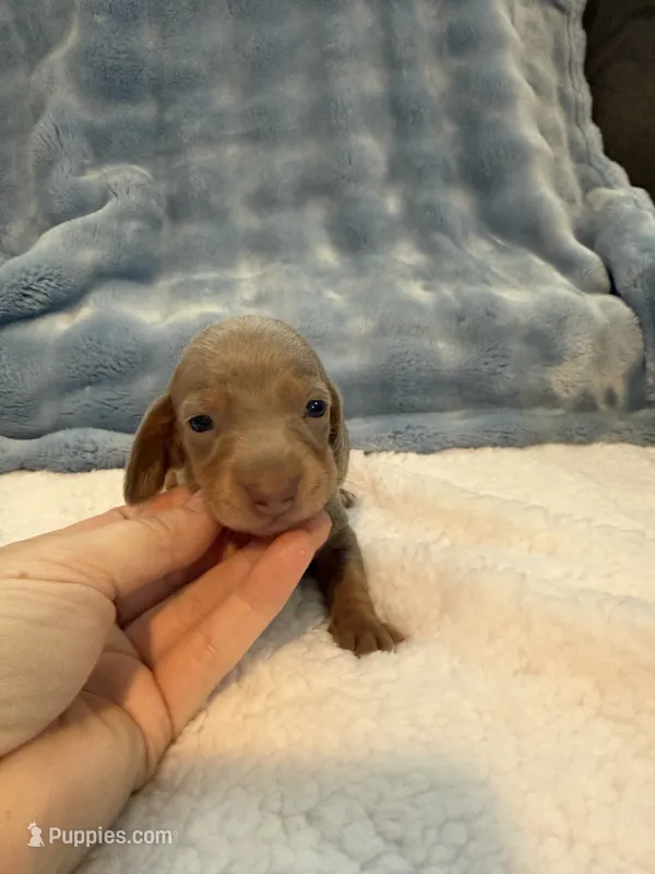 Gizmo AKC Isabella short hair  – Miniature Dachshund puppy for sale in Cottonwood, CA
