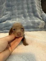 Gizmo AKC Isabella short hair , a male Miniature Dachshund for sale in Cottonwood, CA – 1 of 10