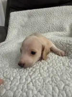 Casper , a male Miniature Dachshund for sale in Cottonwood, CA – 9 of 10