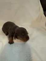Bluey AKC blue and tan male , a male Miniature Dachshund for sale in Cottonwood, CA – 4 of 5