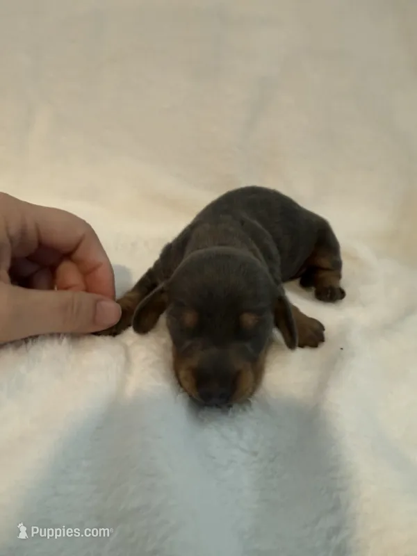 Bluey AKC blue and tan male  – Miniature Dachshund puppy for sale in Cottonwood, CA