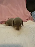 Millie AKC short hair Isabella piebald , a female Miniature Dachshund for sale in Cottonwood, CA – 8 of 10