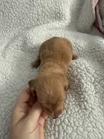 AKC pumpkin spice , a male Miniature Dachshund for sale in Cottonwood, CA – 7 of 9