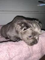 Lilac, a female French Bulldog for sale in Los Angeles, CA – Photo 2 of 9