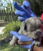 Lilac, a female French Bulldog for sale in Los Angeles, CA – Photo 4 of 9