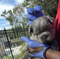 Lilac, a female French Bulldog for sale in Los Angeles, CA – Photo 3 of 9