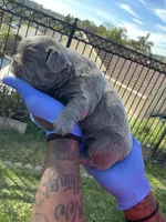 Lilac, a female French Bulldog for sale in Los Angeles, CA – Photo 6 of 9