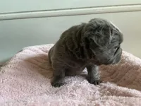 Lilac, a female French Bulldog for sale in Los Angeles, CA – Photo 9 of 9