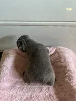 Lilac, a female French Bulldog for sale in Los Angeles, CA – Photo 8 of 9