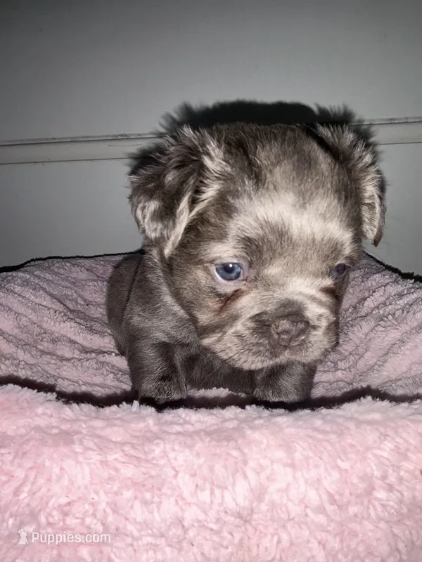 Lilac – French Bulldog puppy for sale in Los Angeles, CA