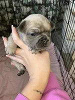 Tan, a female French Bulldog for sale in Los Angeles, CA – Photo 1 of 3