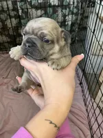 Tan, a female French Bulldog for sale in Los Angeles, CA – Photo 2 of 3