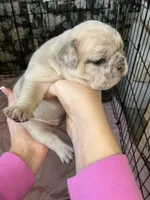 Merle, a female French Bulldog for sale in Los Angeles, CA – Photo 2 of 3