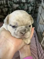 Merle, a female French Bulldog for sale in Los Angeles, CA – Photo 1 of 3