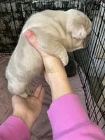 Merle, a male French Bulldog for sale in Los Angeles, CA – Photo 3 of 4